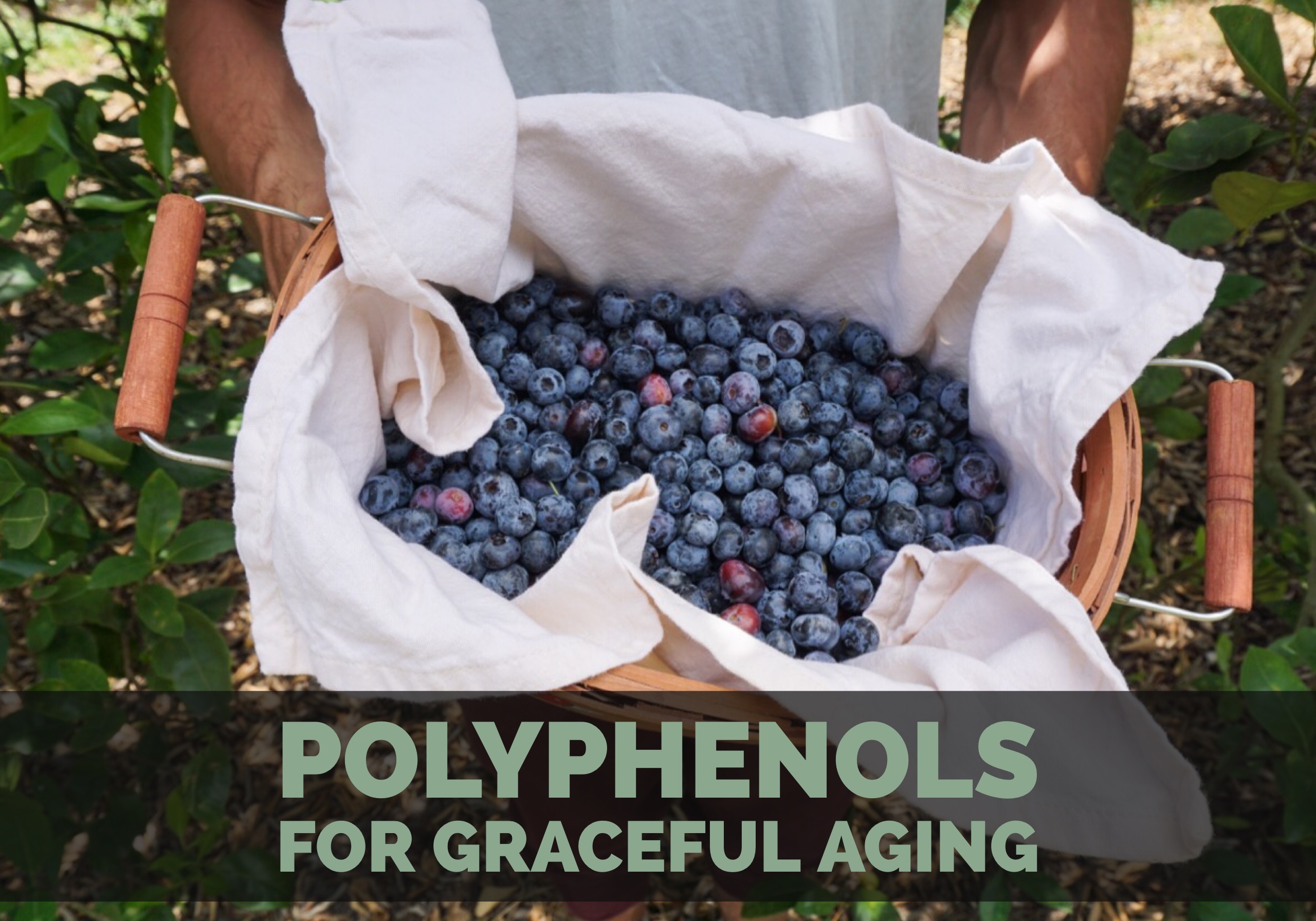 Polyphenols For Graceful Aging