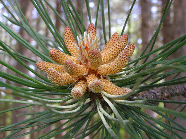 Pine Pollen: Nature’s Hormone Supplement